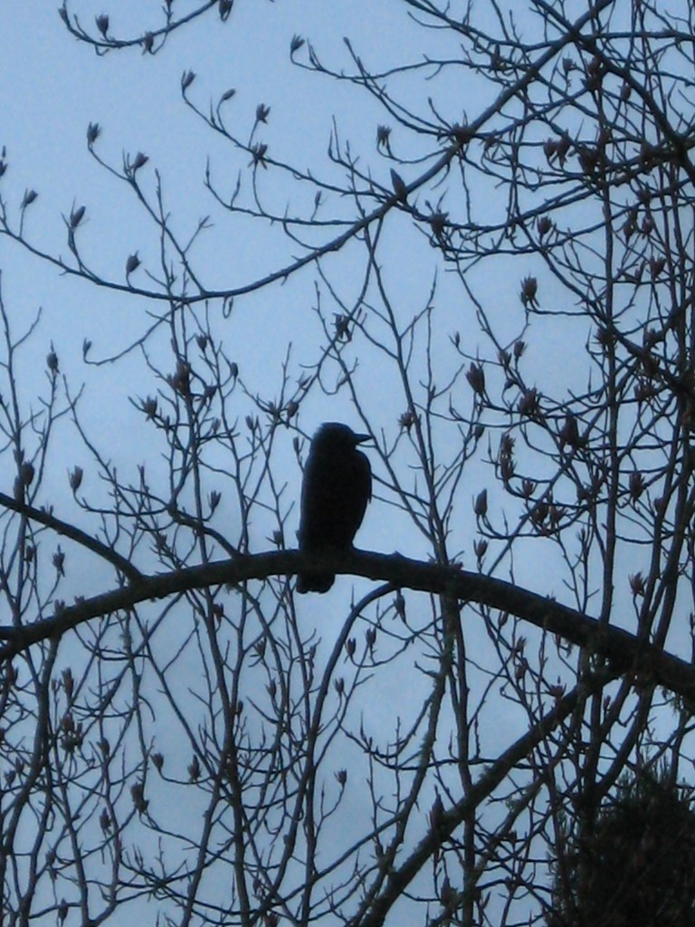 morning crow