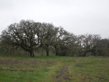 meadow and oaks
