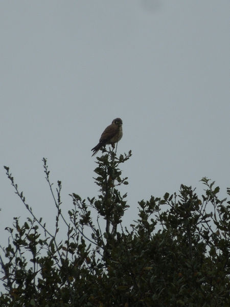 mystery bird profile