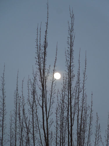 winter moon 01