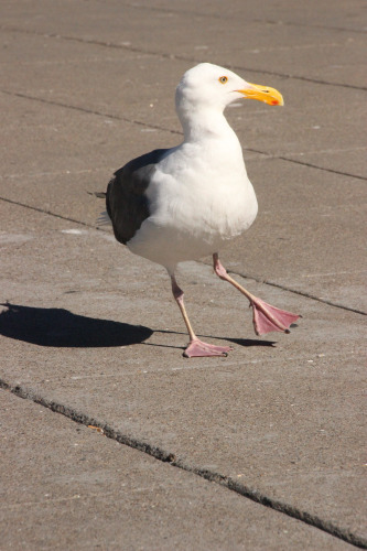 dancing gull