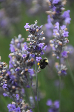 lavender and bumble bee