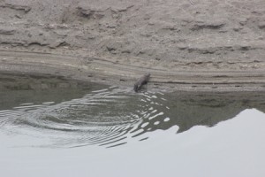 river otter 1