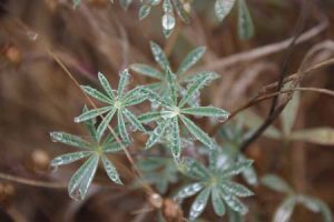 Weeds with dew drops