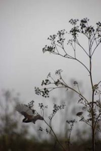 Chickadee flies from milkweed