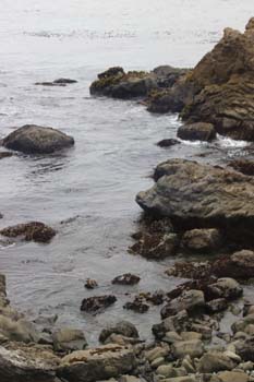 Mendocino Coastline