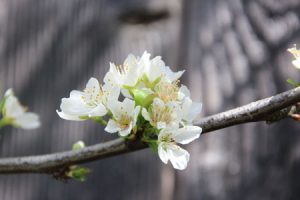 Apple Blossoms, Sebastopol, CA