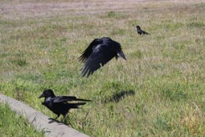 "Leapin' Ravens!" One of ground, one in flight