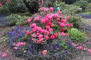 Pink and Blue flowers