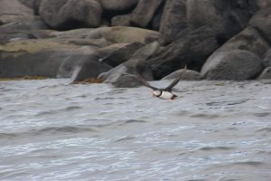 Puffin in Flight