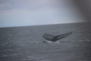 Tail flukes of a humpbacked whale, off Icelandic coast.