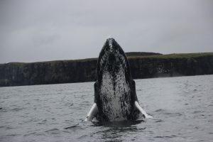 Humpbacked whale spyhopping