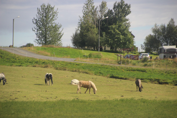 Icelandic Horses.