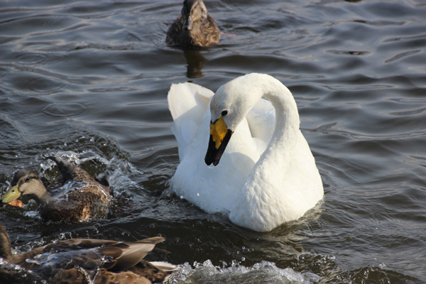Swan on Lake Tjornin, AKA The Pond.