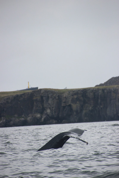 Whale tail, attached to a whale off the coast of Keflavik