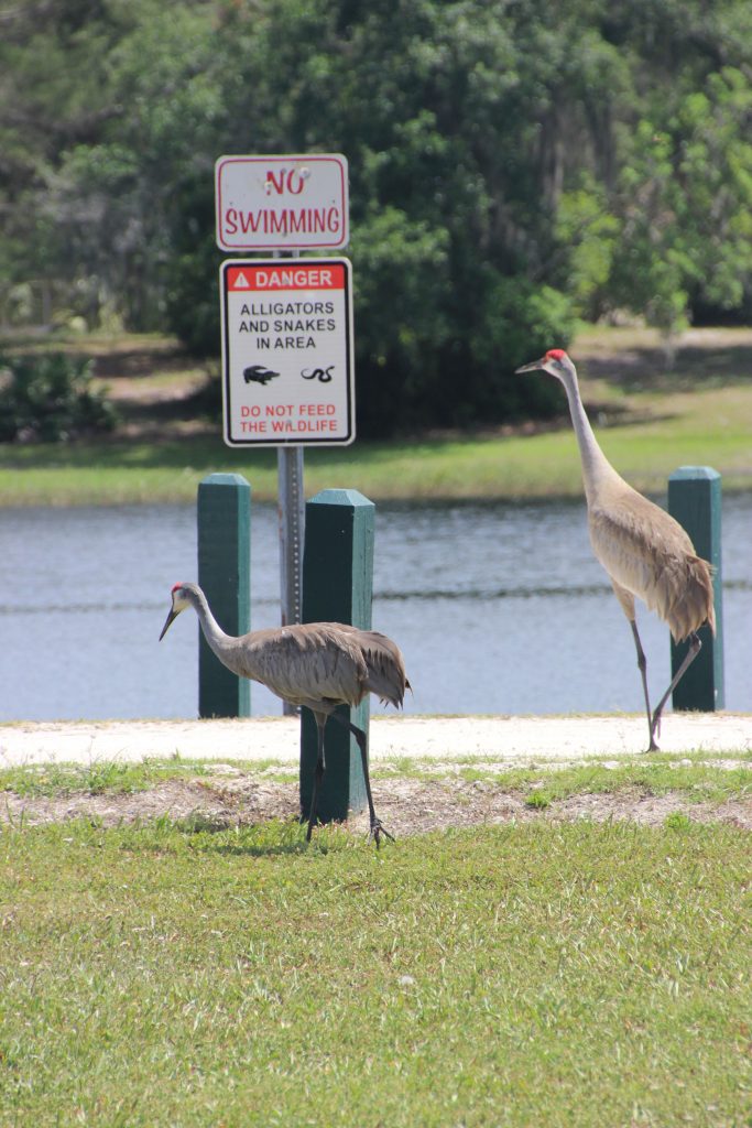 Two sandhill crance next to "Warning, Alligators" sign