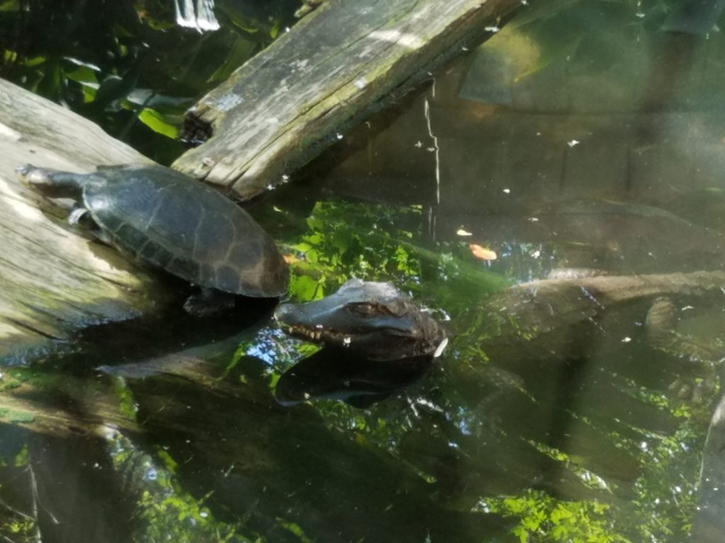 A caiman with its friend the turtle.