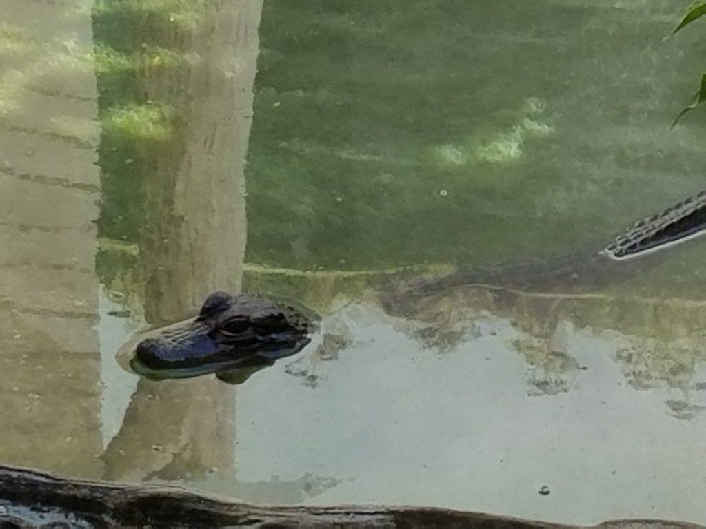 Alligator snout and eyes. Icon of Florida, at least in my imagination