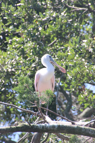 Roseate Spoonbill. This is what a roseate spoonbill looks like.
