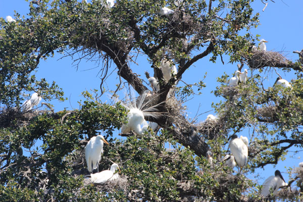 Egrets and storks nest in an oak tree