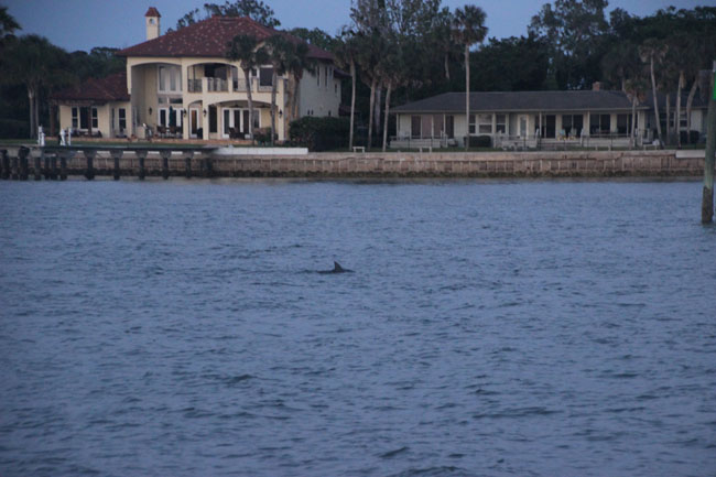 Dolphin fin with a mansion in the background.