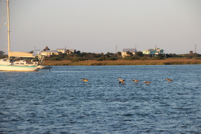 Pelicans skim the water.