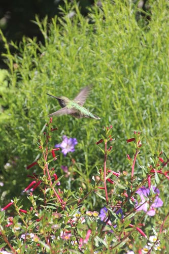 Hummingbird at the Mendocino Coast Botanical Garden.