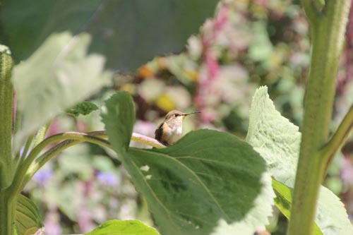 Hummingbird at rest in the vegetable garden, which provides produce for the homeless shelters on the coast.