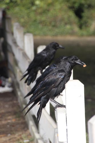 Gleeful crows finds some hazelnuts I left for them.