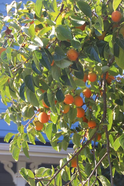 Persimmons on the tree