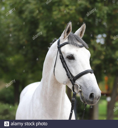 Gray horse with bridle facing camera