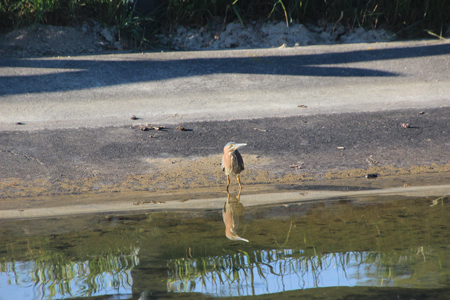 Green heron wading.