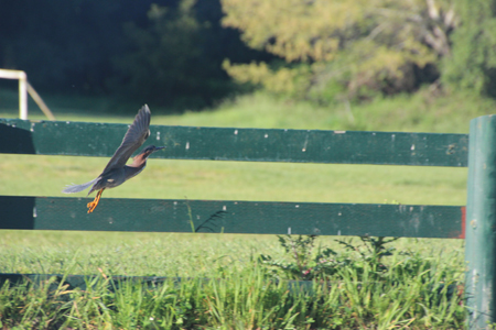 Green heron in flight.