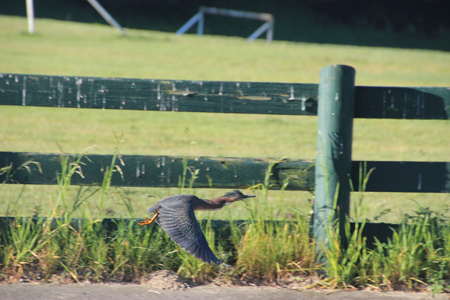 Green heron in flight, wings on downstroke