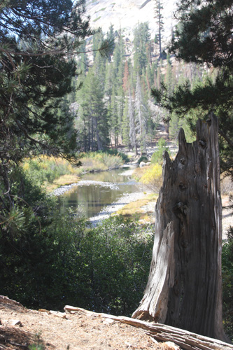 A tree trunk in right foreground, calm river in sunlight surrounded by evergreen trees.