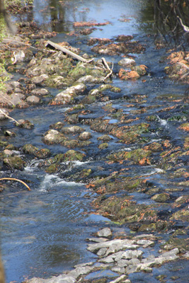 Rippling creek, rounded stones covered with moss.