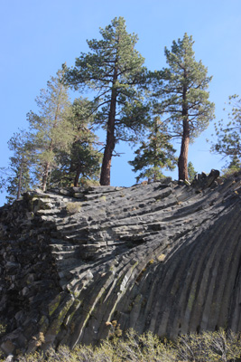 Basalt columns curve, with pine trees on top, blue sky.