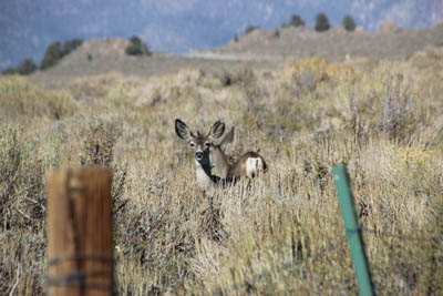 Fencepost, sagebrush, two deer.