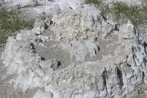 A rough circle of limestone, the foundation of a tufa.