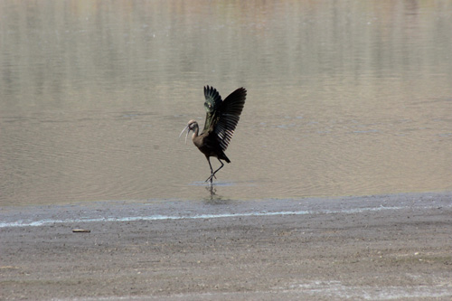 White headed ibis, wings extended, at lake's waterline.