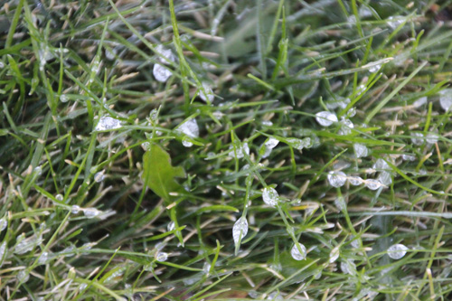 Frozen water drops on blades of grass in the lawn.