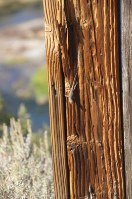 Wooden fencepost with lizard, head down.