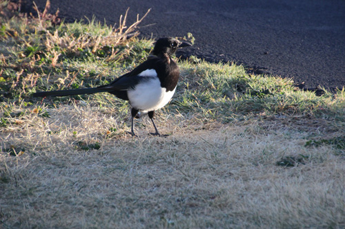 A large magpie, white breast, black head and wings