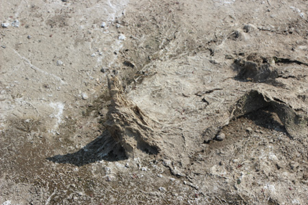 Pyramid structure from dried vegetation on shore.