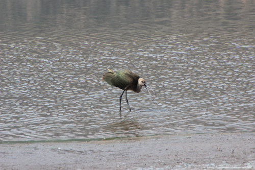 Ibis. White colored head, curved beak, shimmering greenish wings .Mark Speaker Yuan identified the bird.