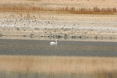 White pelican floats on lake, reflections of yellow and brown.