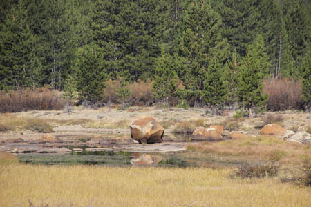 Boulder reflected in creek, evergreen sin background. One of my favorite photos.