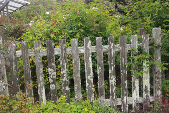 Wooden fence covered in lichen. Rose bush behind.