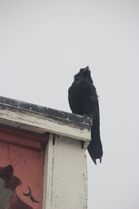 Windblown raven on the corner of a roof, gray sky.