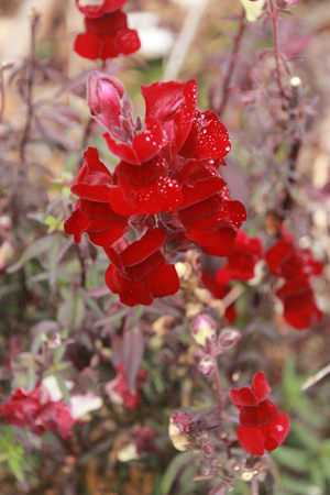 Red Snapdragon blossoms with dew drops.